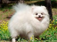 十大世界最可爱的狗排名 博美犬第一，萨摩耶上榜