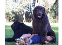 世界最大的十大犬种 体型大战斗力强，有你喜欢的吗