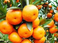 云南最著名10种水果 丽江雪桃上榜，第一产自云南玉溪