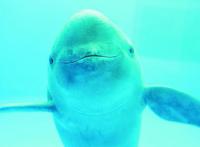 世界十大濒危物种:中华鲟上榜 这几种生物真是奇特的存在