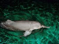 世界已经灭绝的十大可爱动物 这些物种，你认识几个