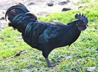 世界上四大最贵的鸡 金属鸡价值超高可以买一套房子