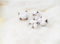 新疆棉花事件背后的真相是什么,新疆棉花事件背后的真相解析