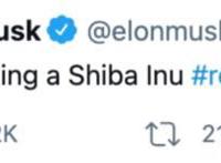 什么是shib币（狗屎币）,狗屎币和狗狗币有啥关系