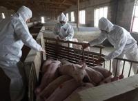 卖一头猪亏七八百元 生猪价格已经跌破成本线