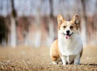 世界十大最萌的狗，比熊犬萌化人心排第三（第一名利双收）