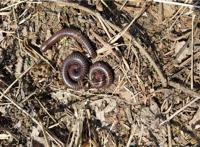 条马陆：昆虫界的千足者（有一定刺激性毒液）