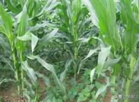 玉米地里可以套种哪些蔬菜？如何管理不影响玉米产量呢？