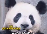 大熊猫长相潦草走红,熊猫：你们礼貌吗？