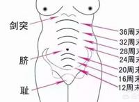怀孕四个月宝宝在肚子里有多大？