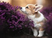 世锦赛赛程,2021—2022斯诺克赛程表？