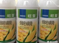 玉米苗后除草剂有哪些？常用的一般是哪几种？