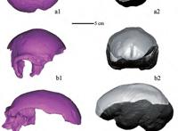 同样是远古人类，广东韶关的马坝人和北京周口店的北京猿人是一个人种么？