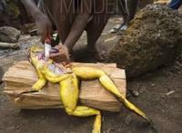 喀麦隆巨蛙的历史与命运 非洲巨型青蛙（图片）