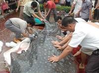 揭秘水库巨型吃人鲶鱼事件真相（图）