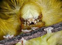 十种令人恐怖的昆虫：魔花螳螂外表艳丽(图)