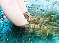 最全养生，鱼疗用的是什么鱼？养生馆的鱼疗对人有什么好处？