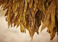 谈谈抽烟的几大好处！