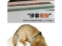 以“母狗遭强奸”索赔10万，是“狗思维”