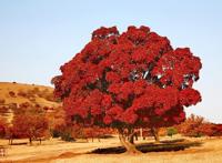 [原创] 五角枫之旅（五）神奇的五角枫