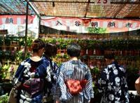 与日本文化息息相关的牵牛花