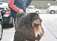 黄贯中带名贵藏獒看病是炫富还是炒作