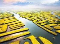 兴化奇观：全球独一无二的水上油菜花海