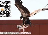 荷兰用老鹰抓捕无人机有奇效