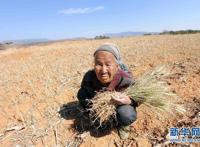 云南楚雄旱情严重