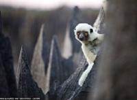 人民不再需要伟大的领袖