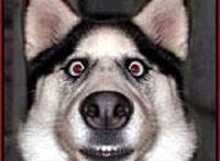 男人，一种地球上最痴情的动物