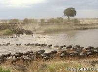 「东非大迁徙」“神的年度大戏”-“天国之渡”烧脑谜题