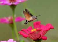 昆虫世界里的“四不像”——蜂鸟鹰蛾