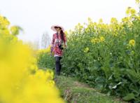 汉中之行----赏油菜花