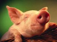 犹太人与穆斯林为何不吃、而基督徒却吃猪肉？