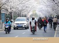 南京最美的樱花大道——鸡鸣寺路