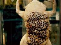 最恶心的动物琵琶蟾蜍(负子蟾)，超重口味图(请慎入)