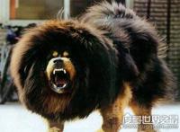 藏獒吃主人事件真相，唤醒主人无果却兽性大发