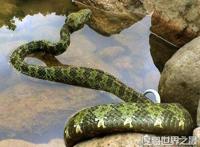 世界上最长毒蛇排名，最大一条眼镜王蛇长达6米重70斤