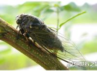 知了图片大全，这种看起来丑陋恐怖的昆虫是许多人追捧的美食