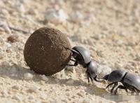 屎壳郎图片大全，各种各样的屎壳郎(图片重口味慎点)