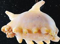 海猪图片，在海里生存近乎透明的奇怪小猪（渤海河神）