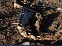 罗布泊食人蜥蜴，来自1978年的恐怖未解之谜（多达千条）