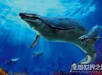史前海洋霸主伊西斯龙王鲸，全球最大的掠食动物