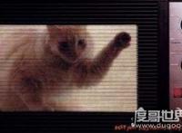 微波炉虐猫事件，死变态将猫咪活活烤熟致死