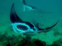 世界上最大的蝠鲼，长达9米/重3吨(翼展可达6米)