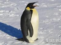 世界上最大的企鹅是哪一种，帝企鹅体重可达50千克（高不低于90cm）