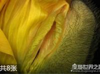 女人十大名器图解，女性最性感的外阴形状(万里挑一)