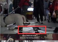 导盲犬毕业有多难，全国盲人1700万服役导盲犬不足200只