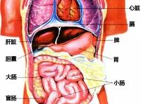 人体器官结构图五脏六腑肾的位置，11个部位功能和作用介绍